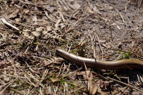 Slow-worm on the forest floor 写真素材