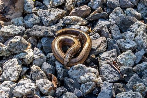 A Slow worm in a garden in Cornwall Foto stock