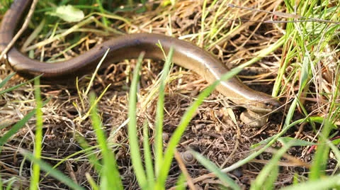 Slow worm glass snake lizard (Anguis fragilis) creeping Stock Footage 23724530
