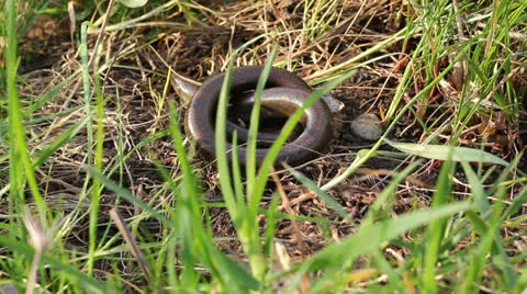 Slow worm glass snake lizard (Anguis fragilis) dissapearing in the grass Vidéo 23724539