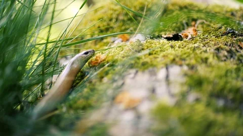 Slow worm moving through grass Stock Footage