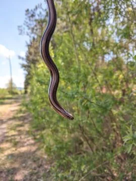 Slow worm or deaf adder in nature isolated. Stock Photos