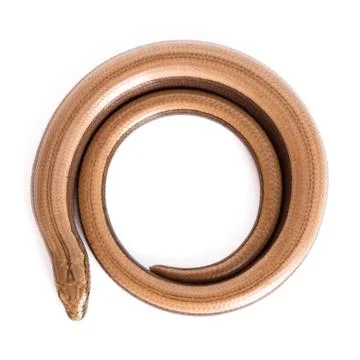 Slow worm or legless lizard Stock Photos