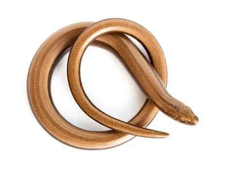 Slow worm or legless lizard Stock-Fotos