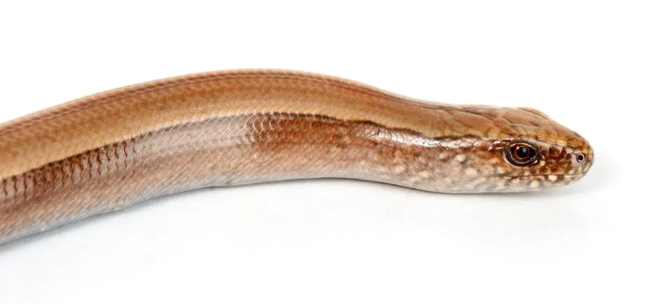Slow worm or legless lizard head Stock Photos