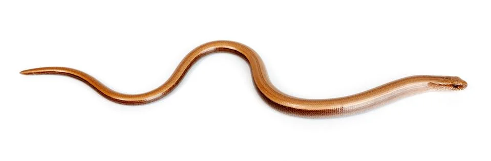 Slow worm or legless lizard Stock Photos