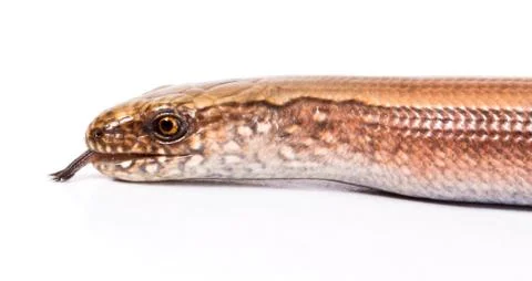 Slow worm or legless lizard tongue Stock Photos