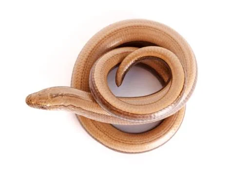 Slow worm or legless lizard Foto stock