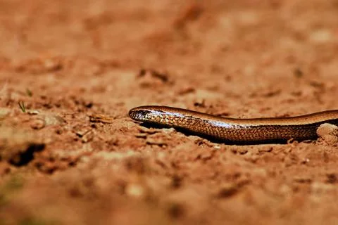 Slow worm Stock Photos