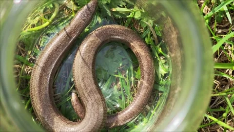 Slow worm slithering inside glass jar placed on grass Vidéo 307494577