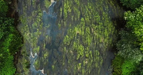 Slow Zoom On Algae Filled Vibrant River Swamp Like Pattern Aerial Top Down Stock Footage 300444852