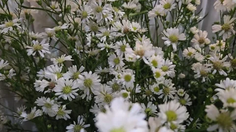 Slow zoom in on a beautiful dense cluster of delicate white aster flowers g.. Stock Footage 334161897