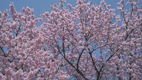 Slow Zoom on  Cherry Blossoms in Full Bloom with Birds , Spring in Japan 스톡 동영상 331919873