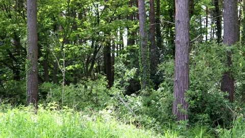 Slow Zoom Into Dense Forest 스톡 동영상 154687944