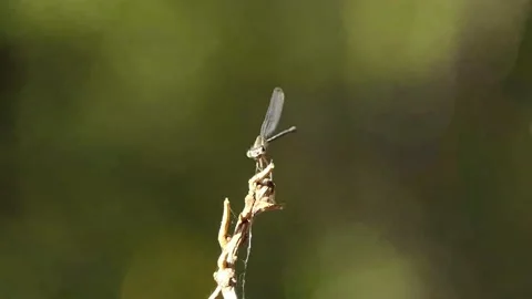 Slow zoom in for extreme closeup of tiny damselfly scratching its head &amp; eyes Vídeo Stock 169196805