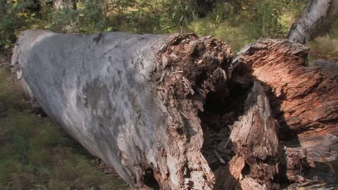 Slow zoom, a fallen log decays in the forest. Stock Footage 79018483