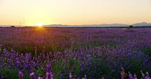 Slow zoom on lavender Fields after Sunset in Spain 스톡 동영상 247379280