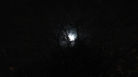 Slow zoom in to the moon through branches Stock Footage 92480306