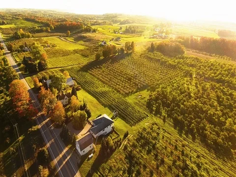 Slow zoom to orchard Stock Footage 76147599