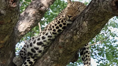 Slow zoom out from face of leopard sleeping on tree branch in Africa Stock Footage 303875003