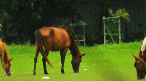 Slow zoom out of a grazing horse family. Stock Footage