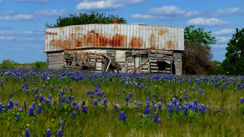 Slow zoom out on old decrepit farm house. Lots of bluebonnet flowers &amp; blue sky Vídeos de archivo 153389373