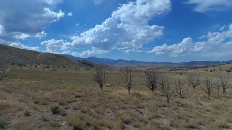 Slow Zoom Out Through Dead Trees in the Utah High Desert Mountains Stock Footage 78887654