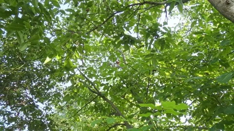 Slow zoom on red squirrel high in green tree canopy zoom Stock Footage 328962056