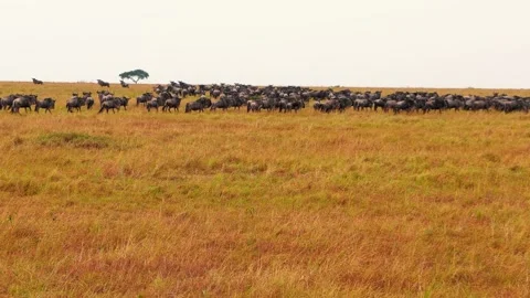 Slow zoom shot of massive herds gathering and stampeding together in the Stock Footage 333627998