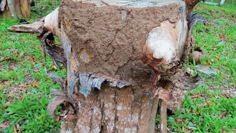 Slow zoom-in on termite mud tubes and nest damage on a weathered tree stump. Stock Footage 337772968