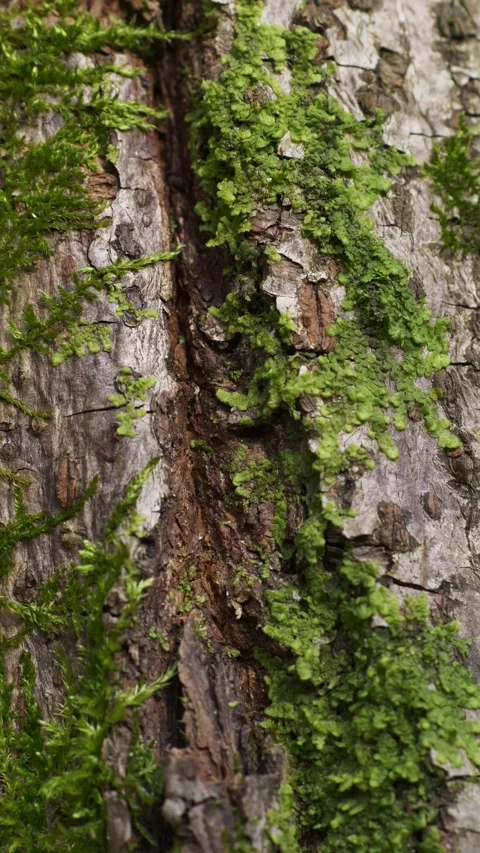 Slow zoom into textured bark with green growth Video stock 333706701