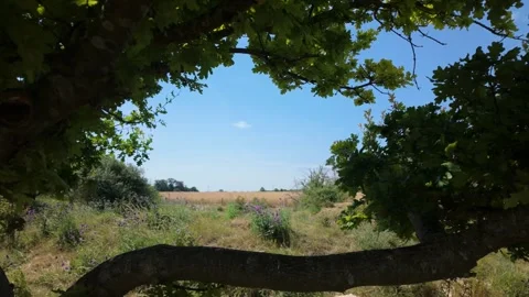 Slow zoom through an opening created by tree branches through to a field Видео 340285357