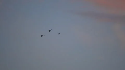 Slowbird03 Stock Footage 247727925