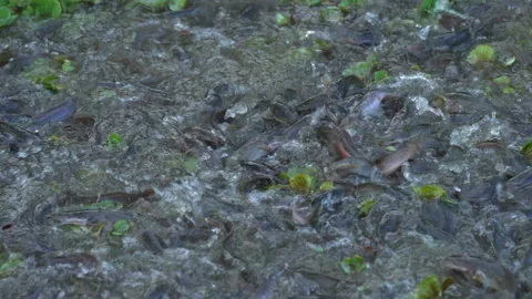 Slowcatfish02 Stock Footage 239801678
