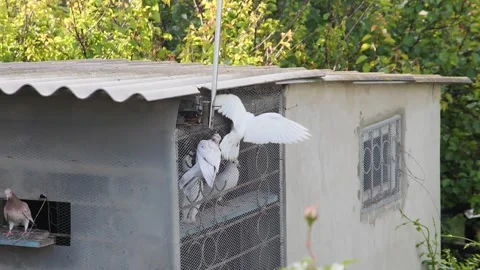 Slowed-down video of an white rollerpigeon jumping off a roosting frame, sho Video stock 335523685