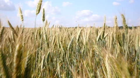 A slowed low shot through a field of wheat Stock Footage 40524523
