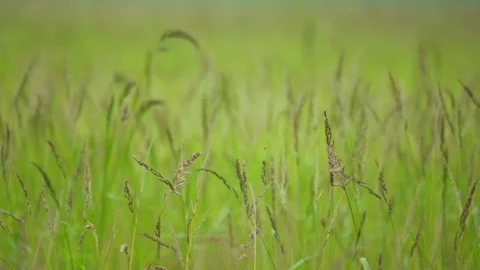 Slowgrass06 Vidéo 179680295