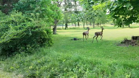 Slowing Down to Avoid Hitting Two Deer on Road Stock-Footage 277170608