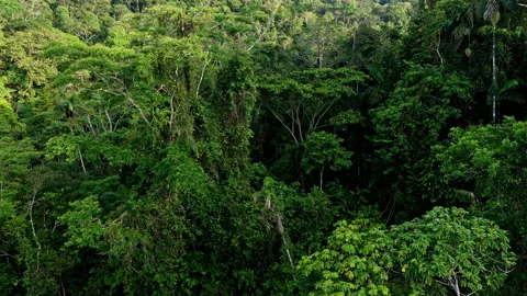 Slowing moving inside the tree canopy Stock Footage 236775314