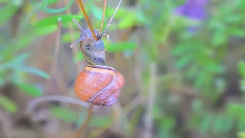 Slowing moving snail on grass. Stock Footage 77323241