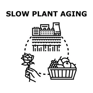 Slowing plant aging process maximizing product freshness Stock Illustration
