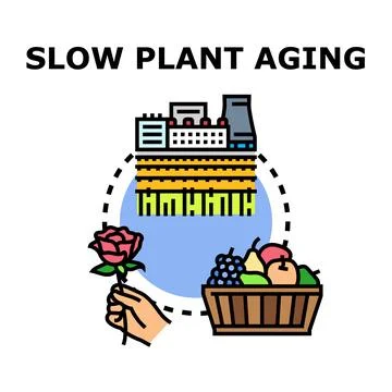 Slowing plant aging process maximizing product freshness Stock Illustration