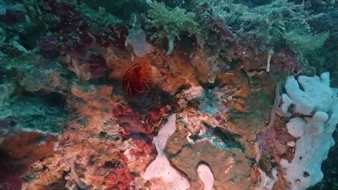 Slowly approaching an electric clam Vídeo Stock 314260197