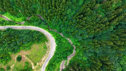 Slowly Approaching Winding Forest Road Through Lush Green Landscape Stock Footage 339435951