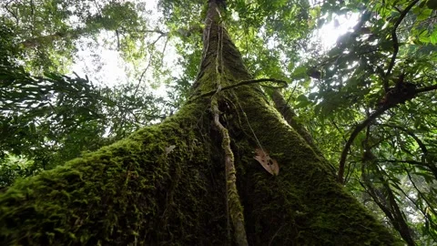 Slowly ascending view the mossy tree trunk Stock Footage 201088414