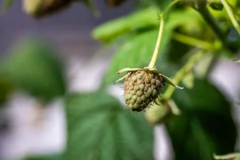 Slowly beginning to ripen pale raspberry in macro close up with dried pistils Фото