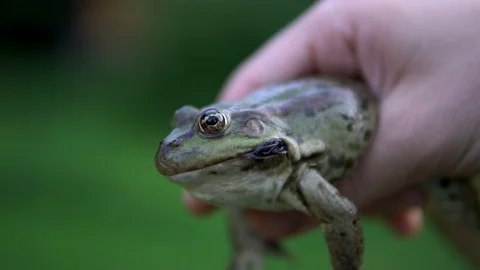 Slowly big green toad in a man's hand. Toad defends inflates bubbles on cheeks Stock Footage 113971336