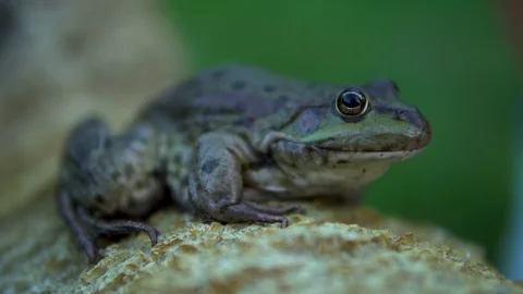 Slowly big green toad sits on a rock Stock Footage 113971627