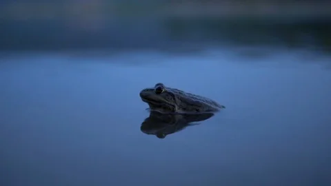 Slowly Big toad sits in the water Stock Footage 113971107