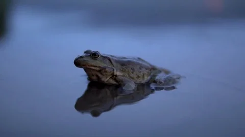 Slowly Big toad sits in the water Stock Footage 113971205